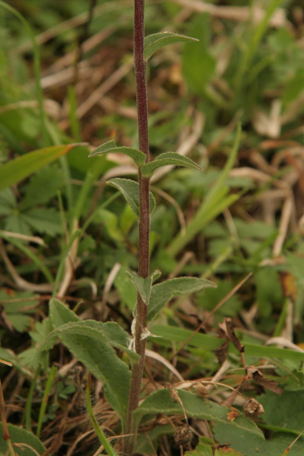 Campanula glomerata (door Willem Braam)