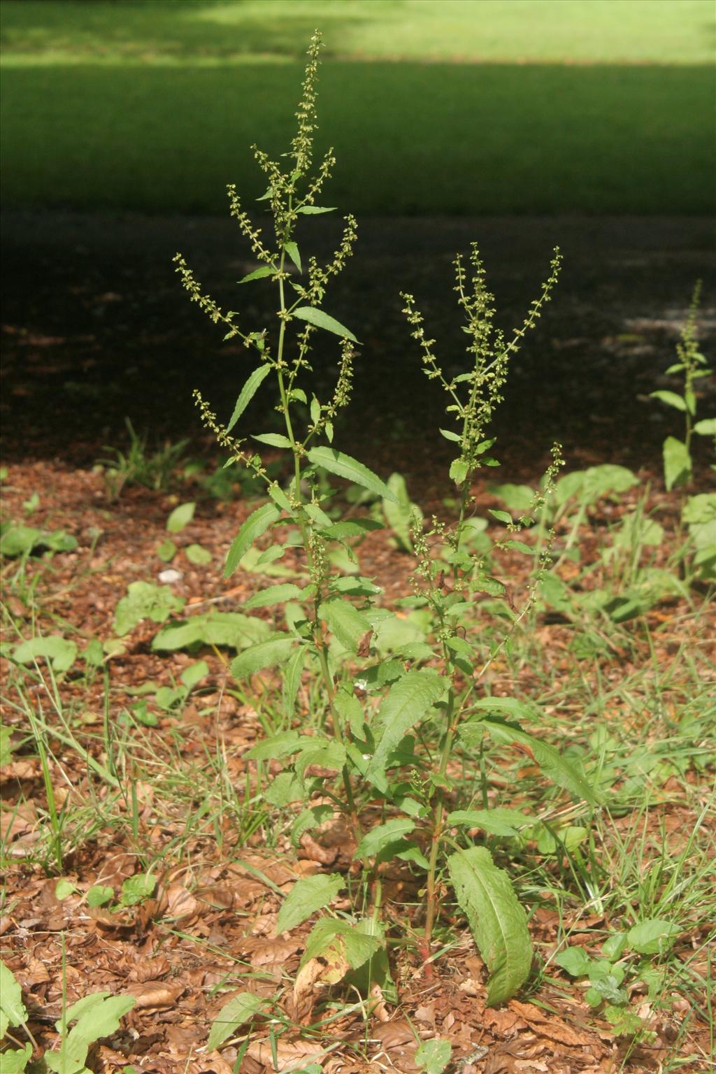 Rumex conglomeratus (door Willem Braam)