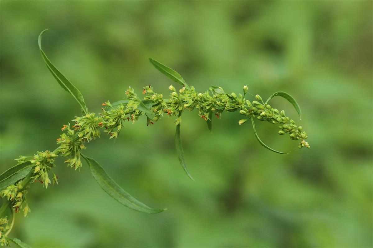 Rumex conglomeratus (door Willem Braam)