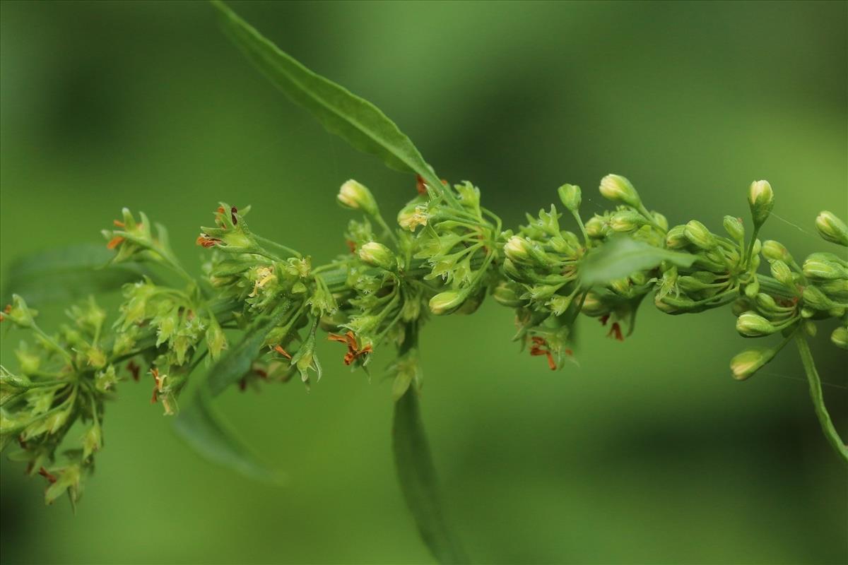 Rumex conglomeratus (door Willem Braam)