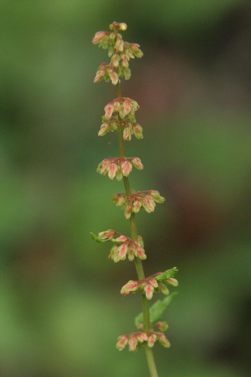 Rumex conglomeratus (door Willem Braam)