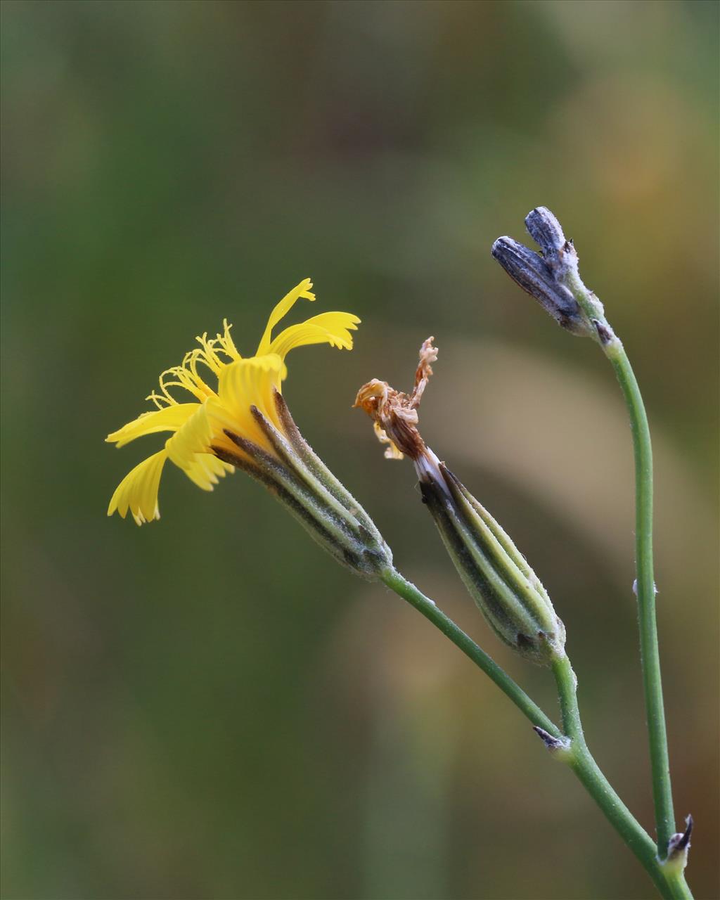 Chondrilla juncea (door Willem Braam)