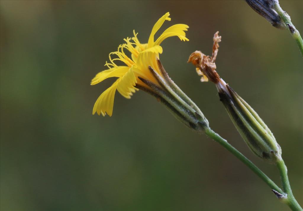 Chondrilla juncea (door Willem Braam)