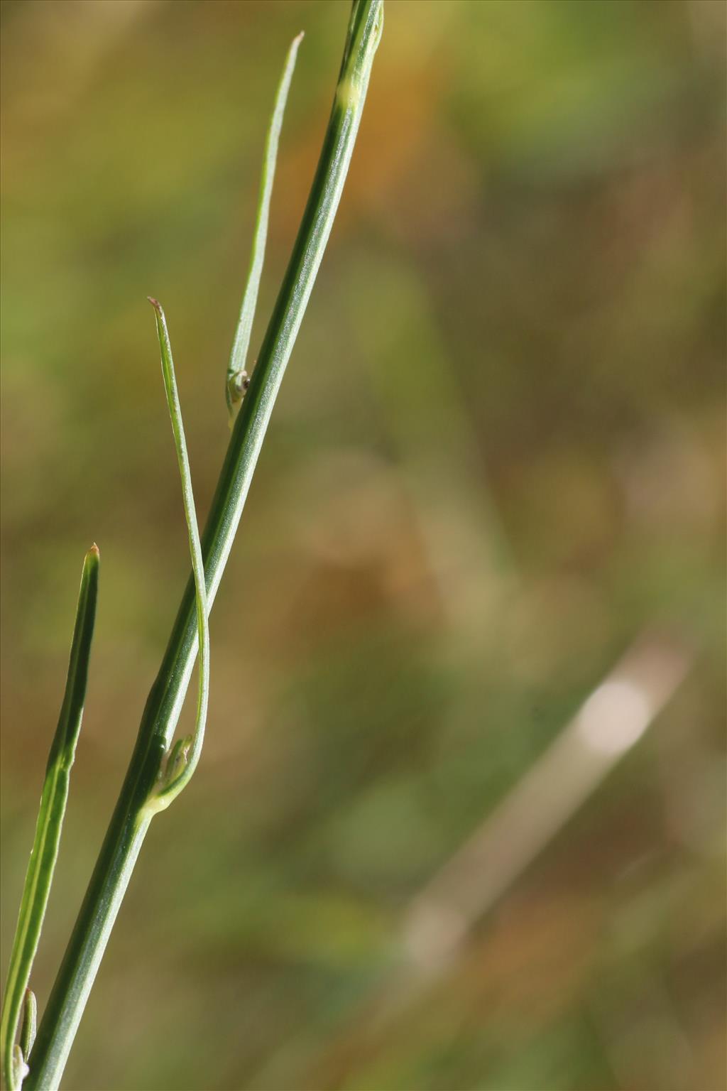 Chondrilla juncea (door Willem Braam)