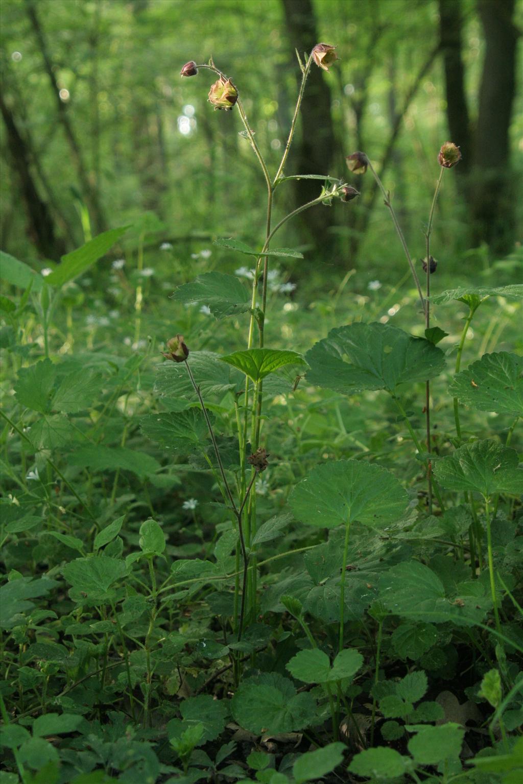 Geum rivale (door Willem Braam)