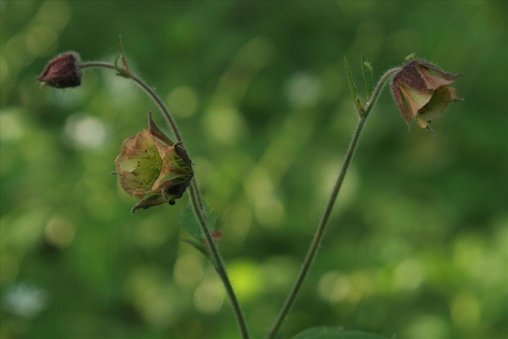 Geum rivale (door Willem Braam)