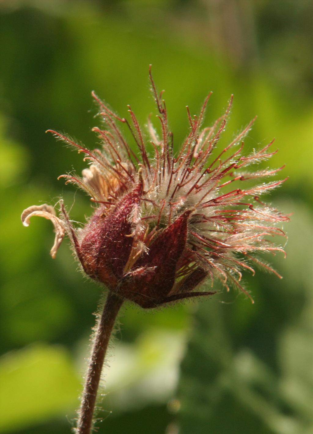 Geum rivale (door Willem Braam)