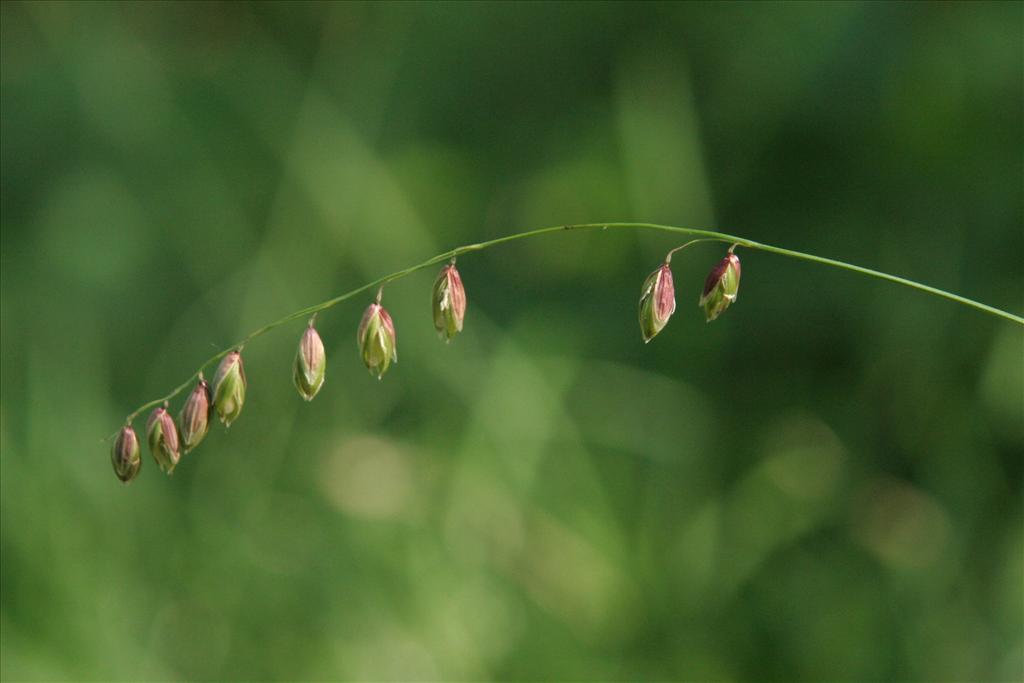 Melica nutans (door Willem Braam)