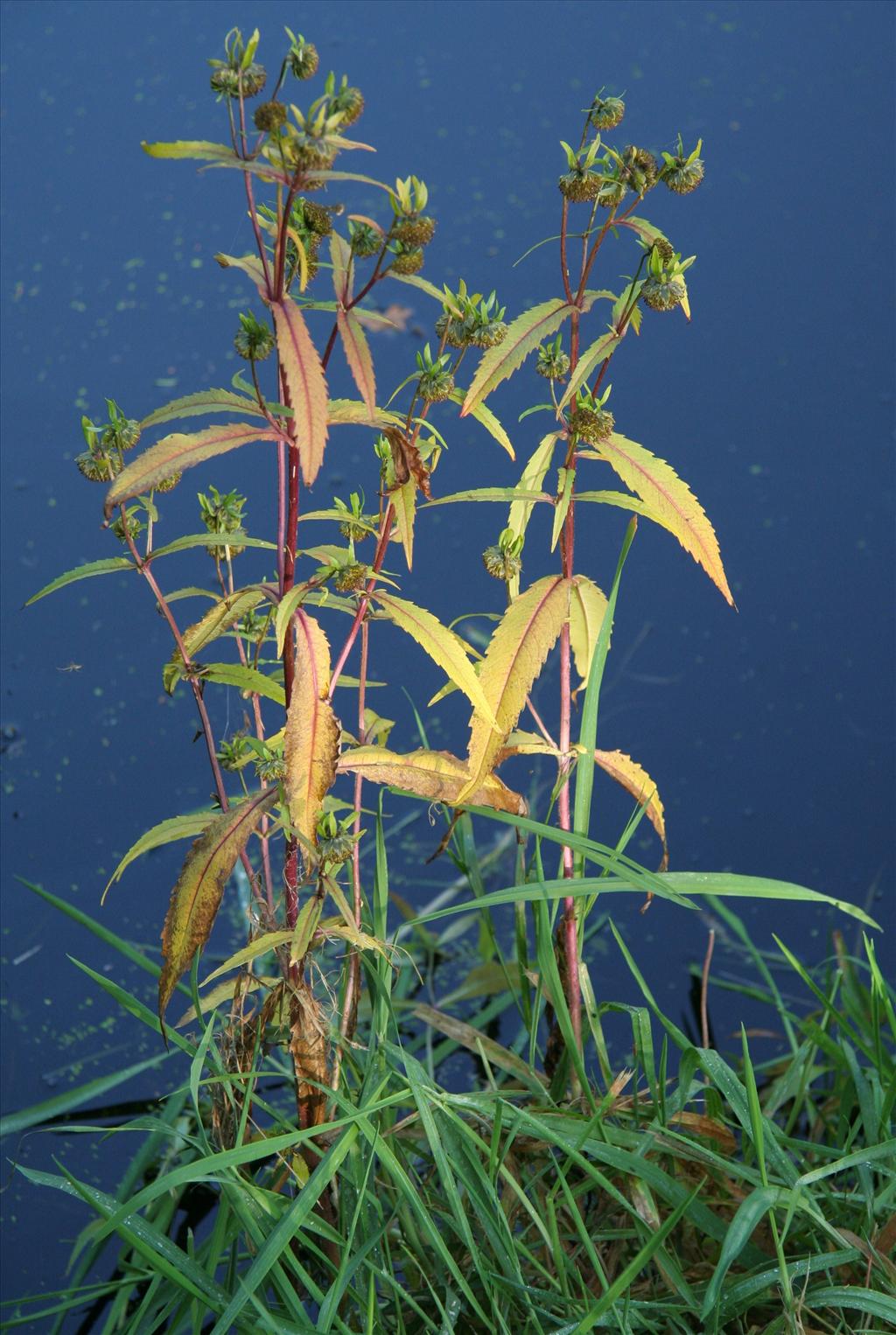 Bidens cernua (door Willem Braam)