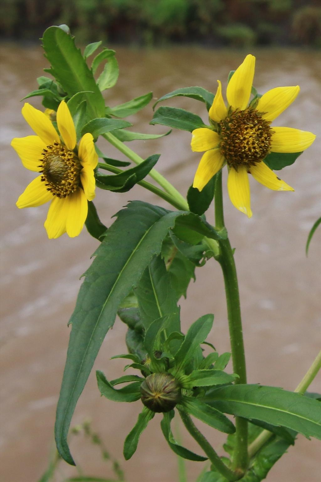 Bidens cernua (door Willem Braam)