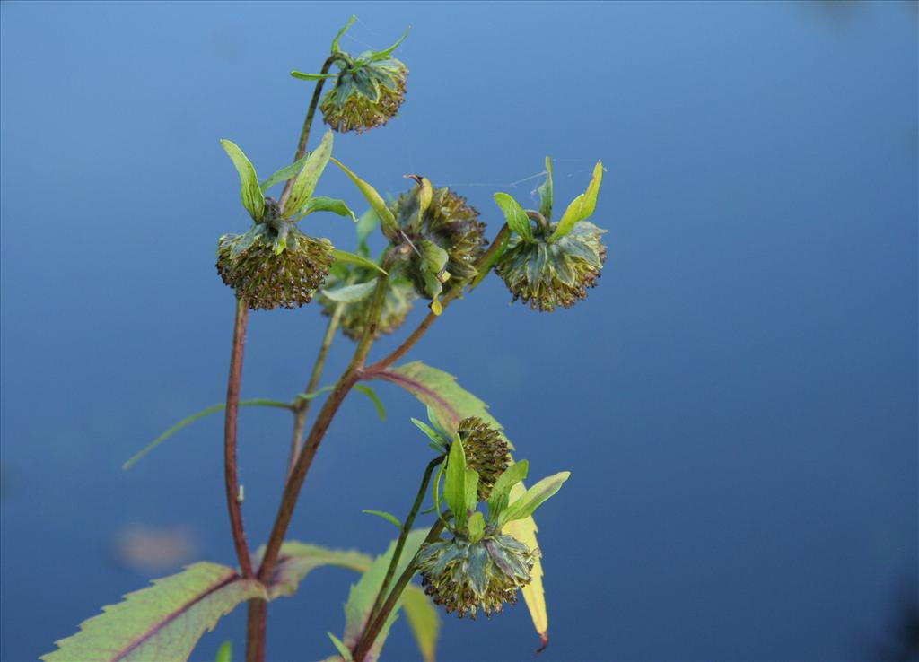 Bidens cernua (door Willem Braam)