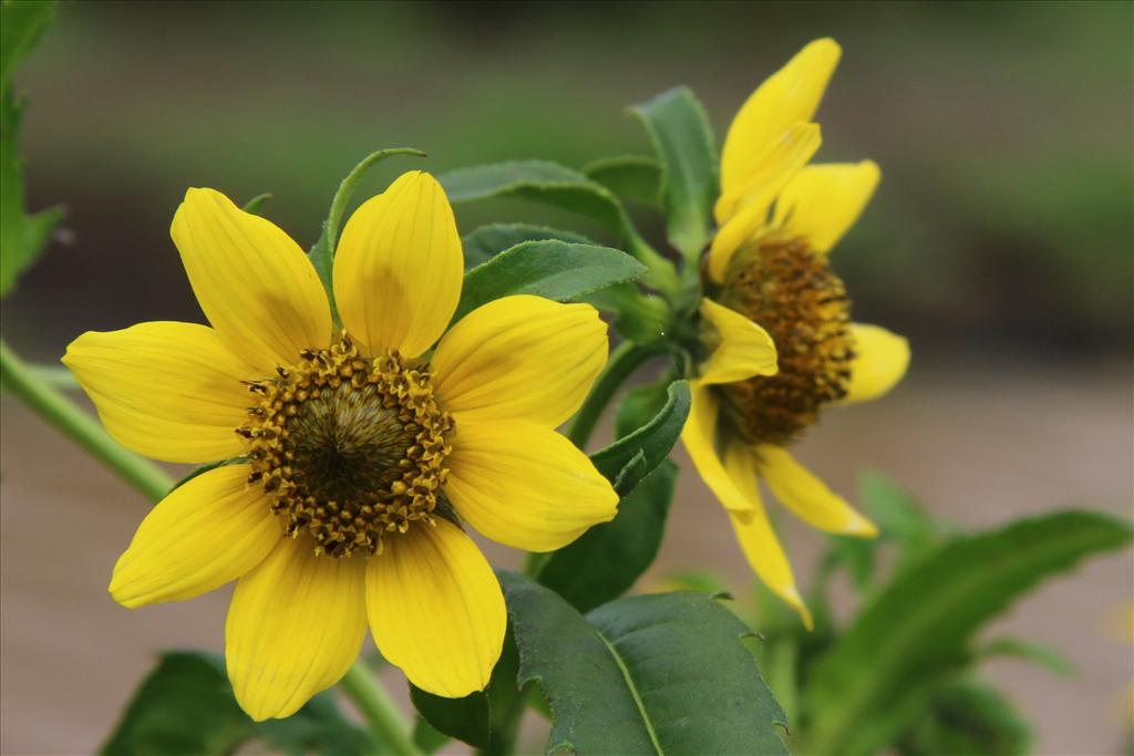 Bidens cernua (door Willem Braam)