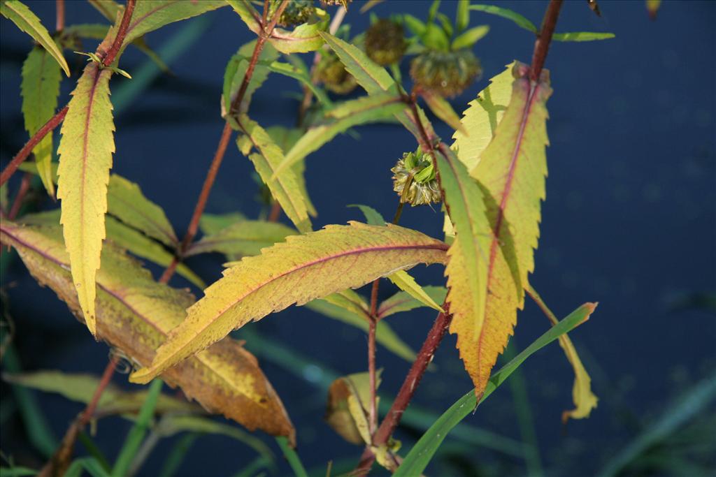 Bidens cernua (door Willem Braam)