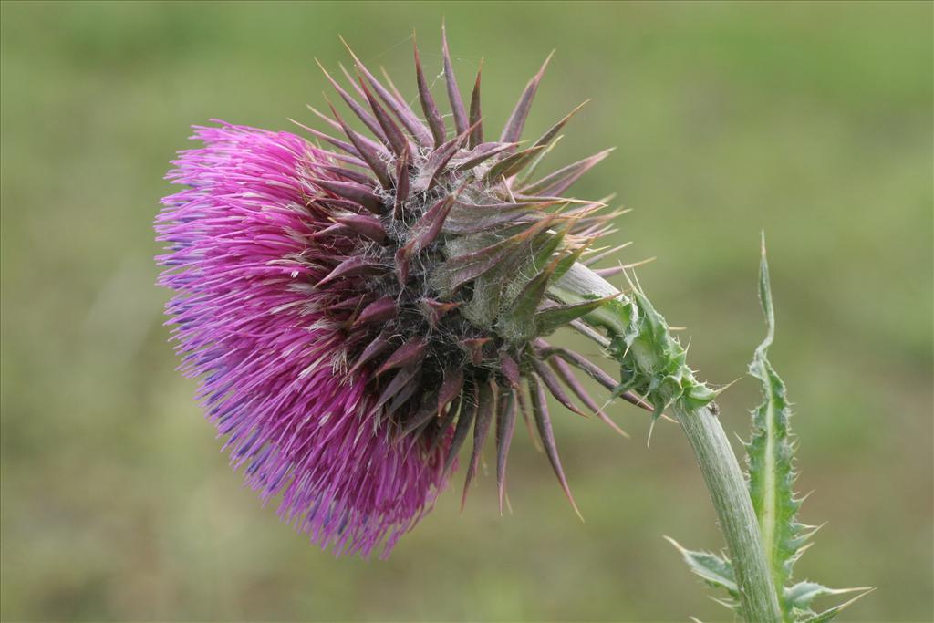 Carduus nutans (door Willem Braam)