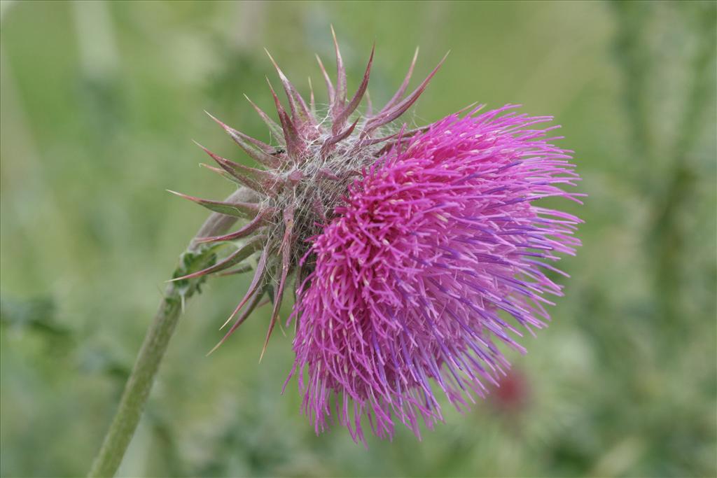 Carduus nutans (door Willem Braam)