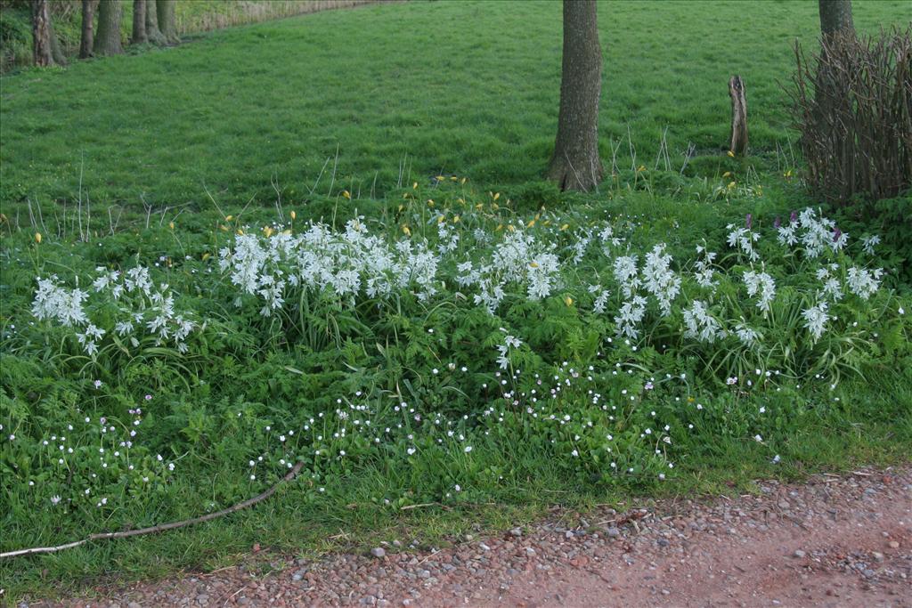 Ornithogalum nutans (door Willem Braam)