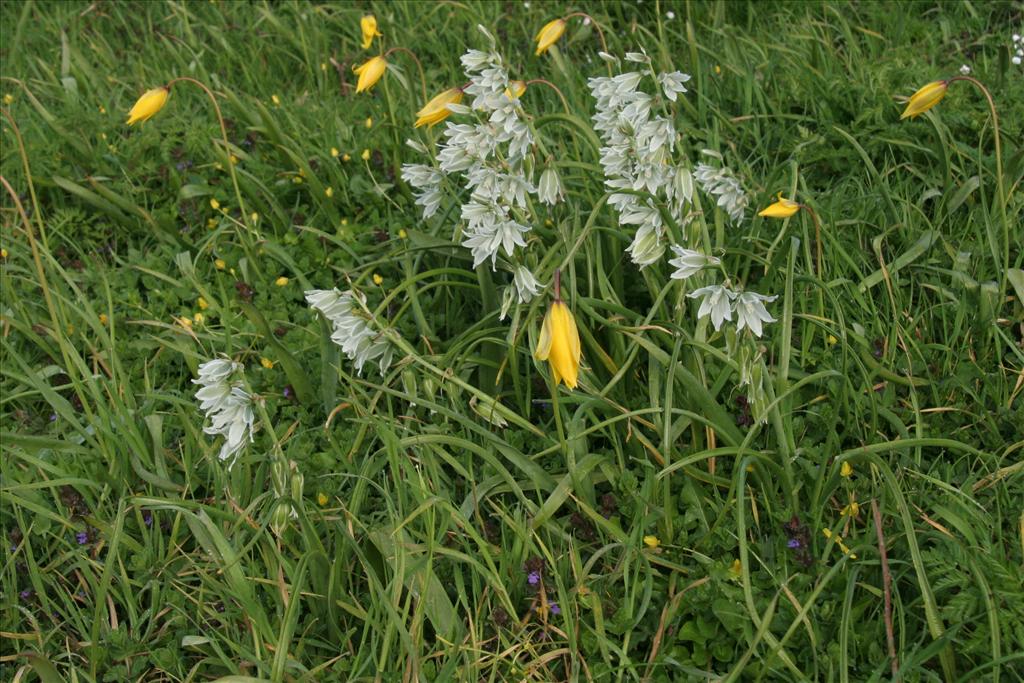 Ornithogalum nutans (door Willem Braam)