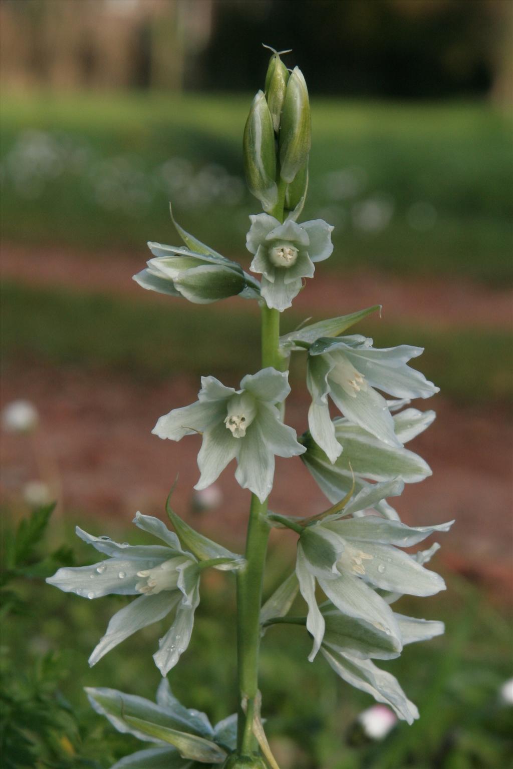 Ornithogalum nutans (door Willem Braam)