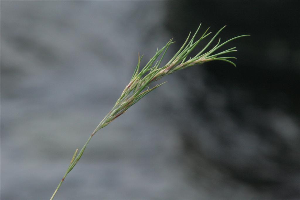 Poa bulbosa var. vivipara (door Willem Braam)