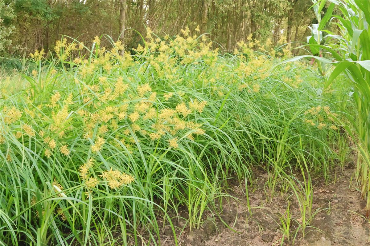 Cyperus esculentus (door Willem Braam)