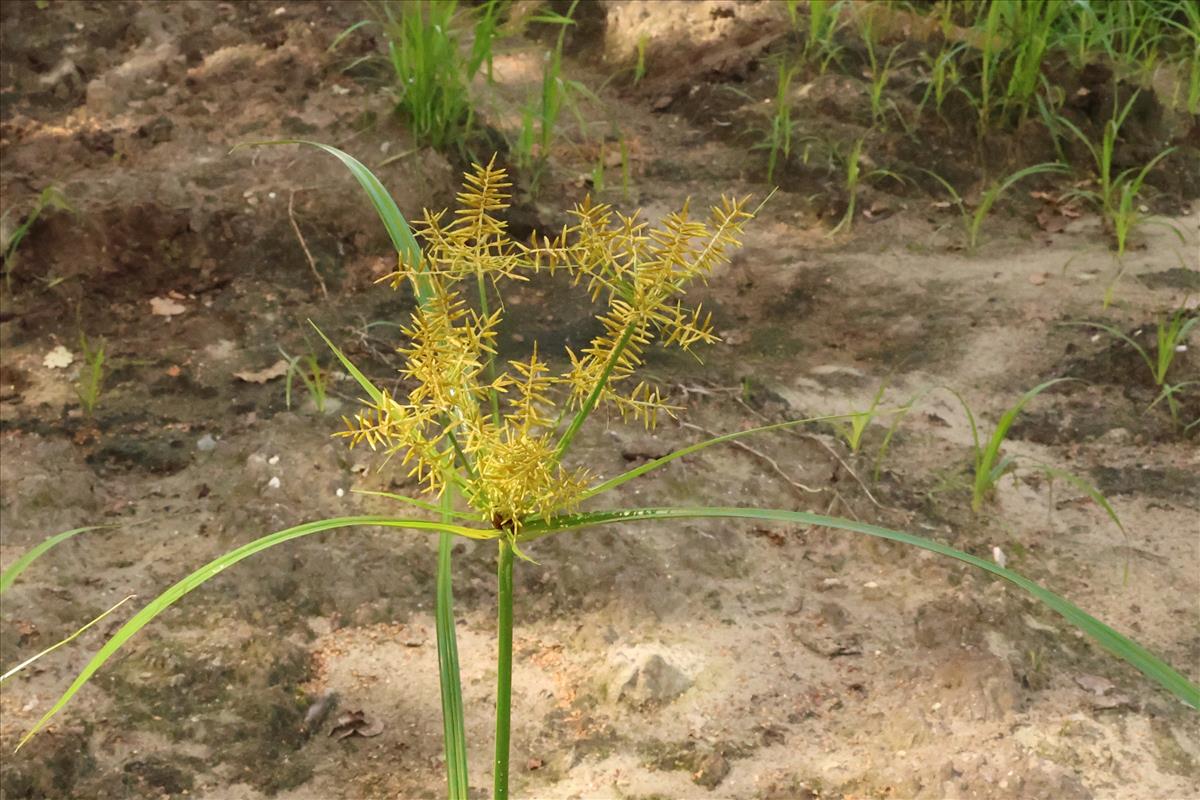 Cyperus esculentus (door Willem Braam)