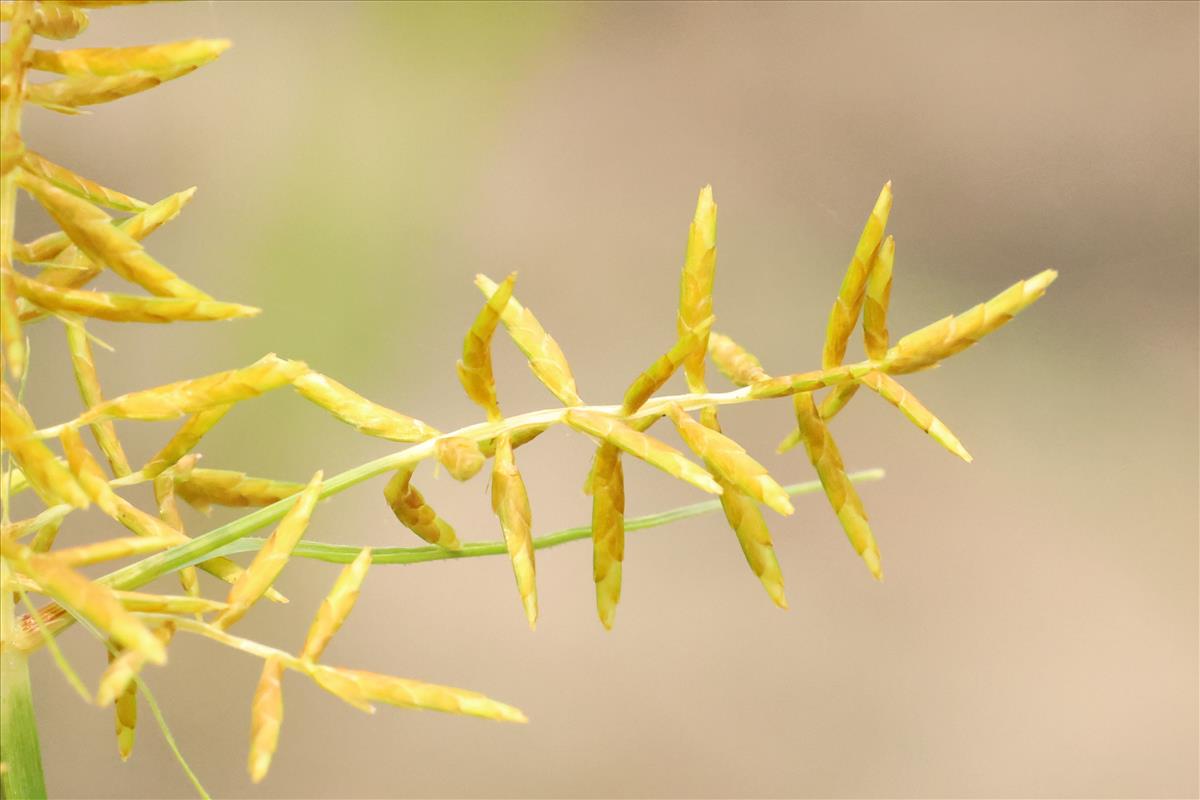 Cyperus esculentus (door Willem Braam)