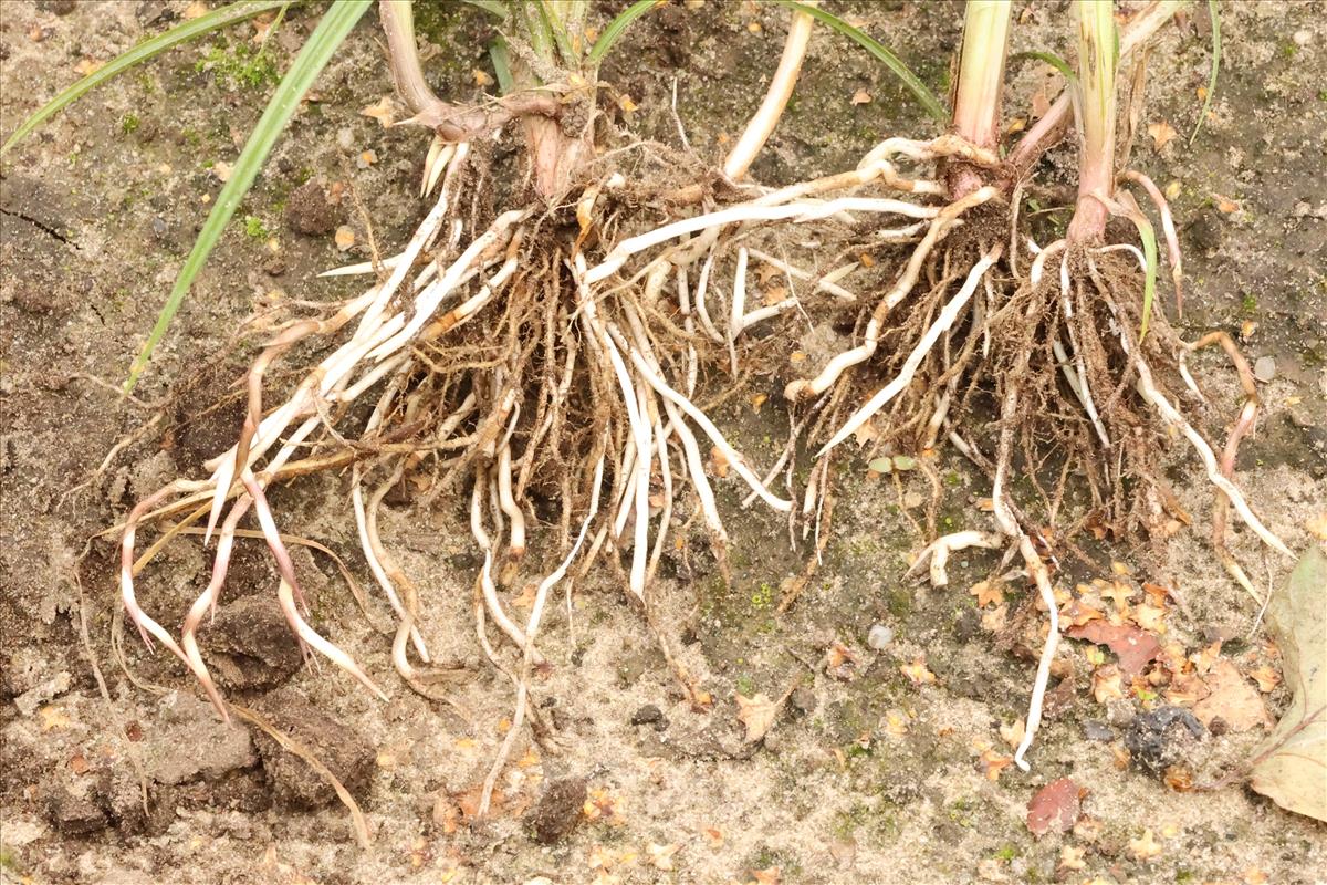 Cyperus esculentus (door Willem Braam)