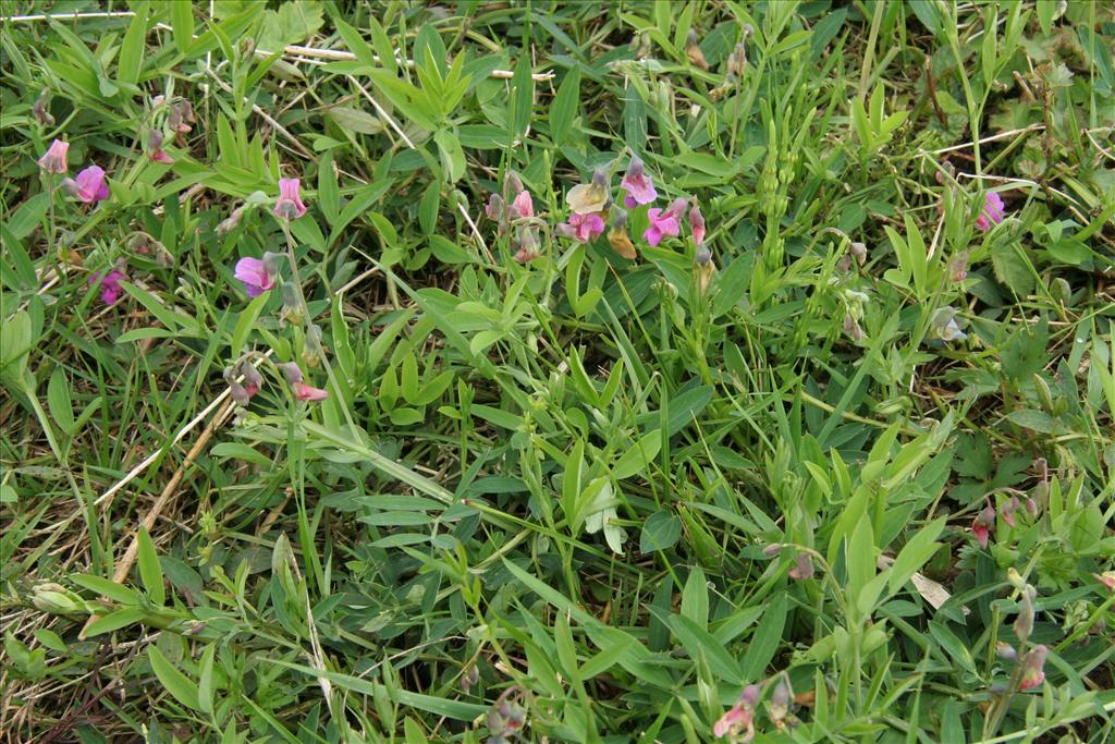 Lathyrus linifolius (door Willem Braam)