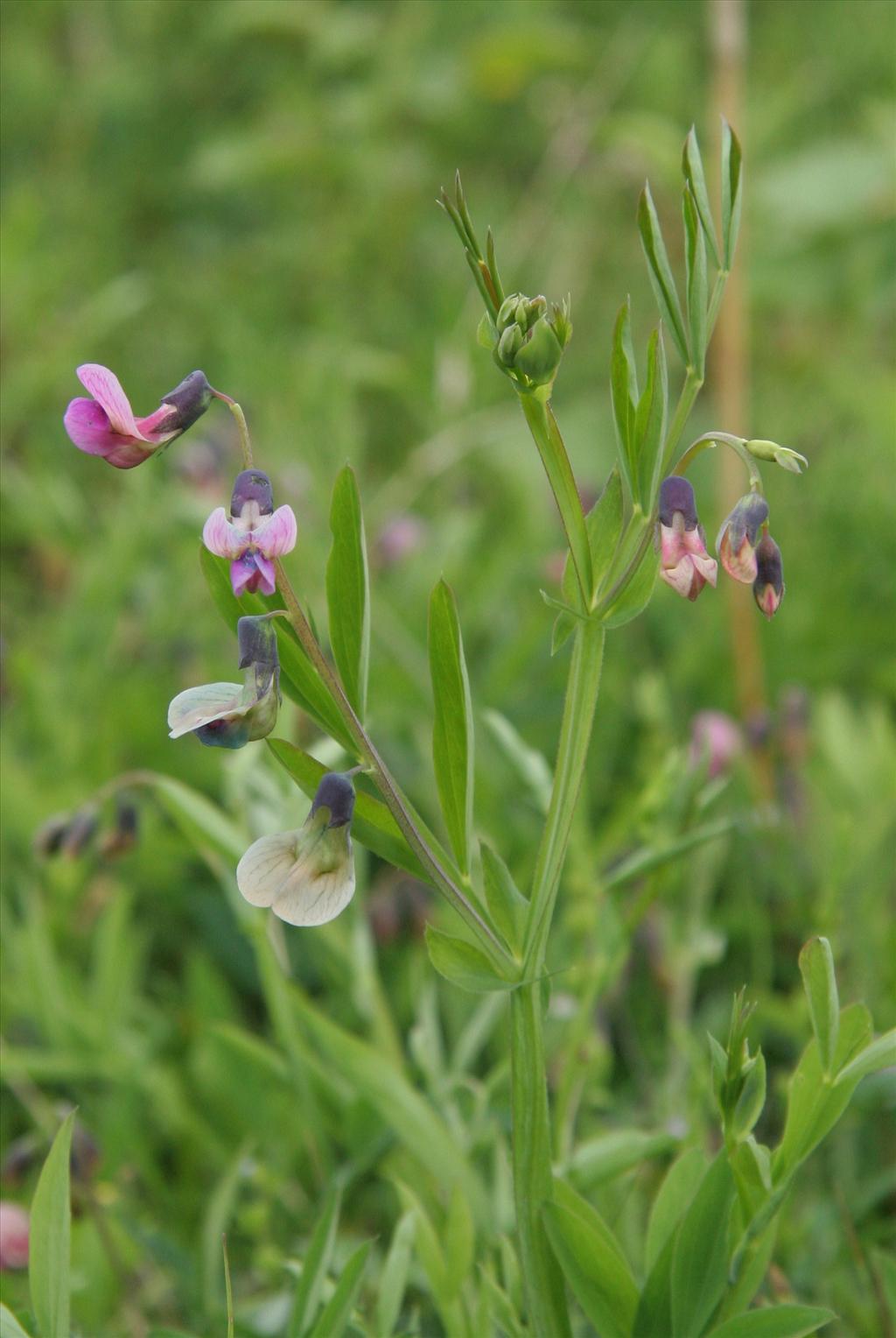 Lathyrus linifolius (door Willem Braam)