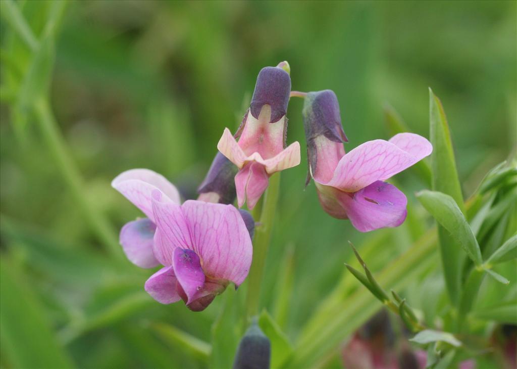 Lathyrus linifolius (door Willem Braam)