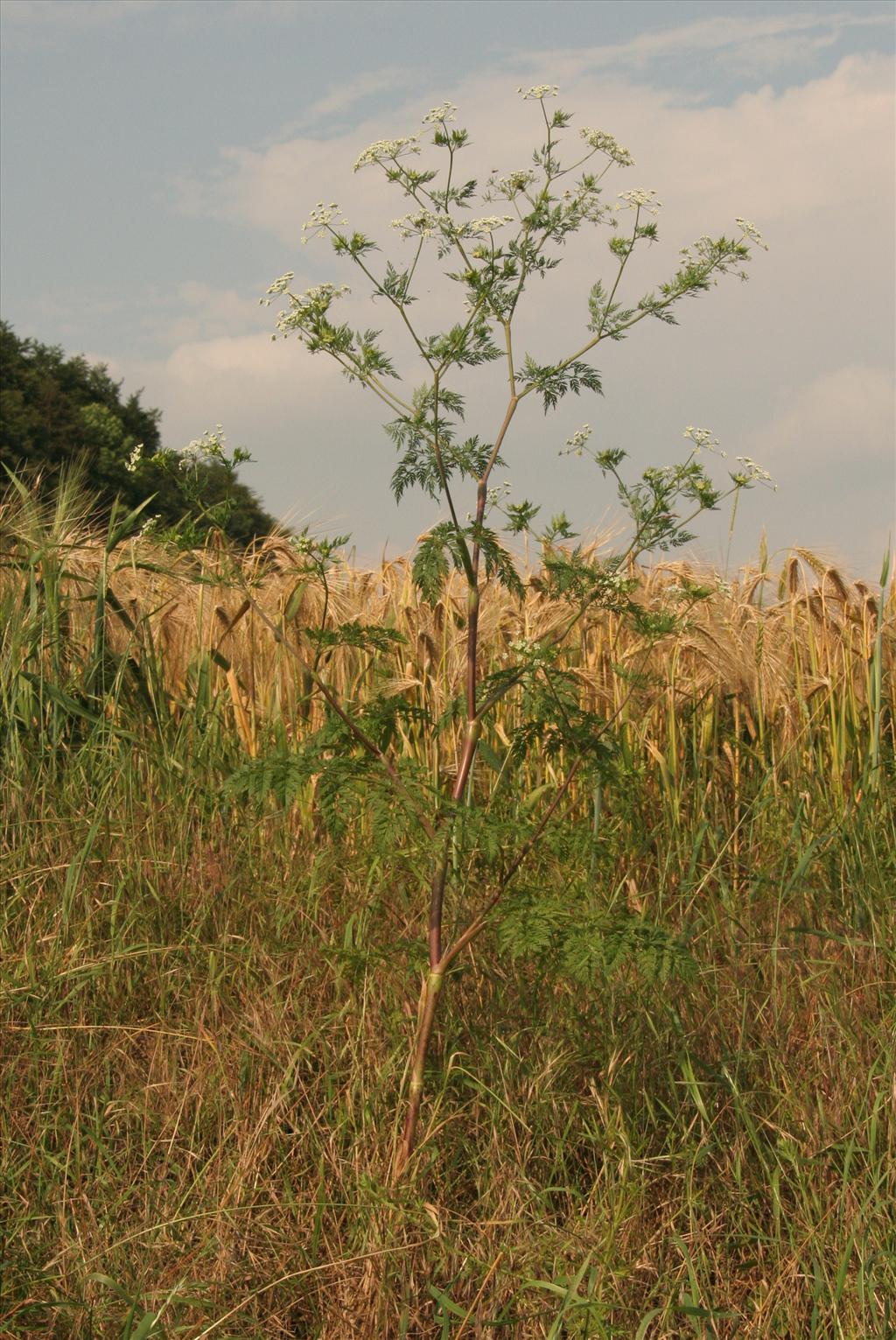 Chaerophyllum bulbosum (door Willem Braam)