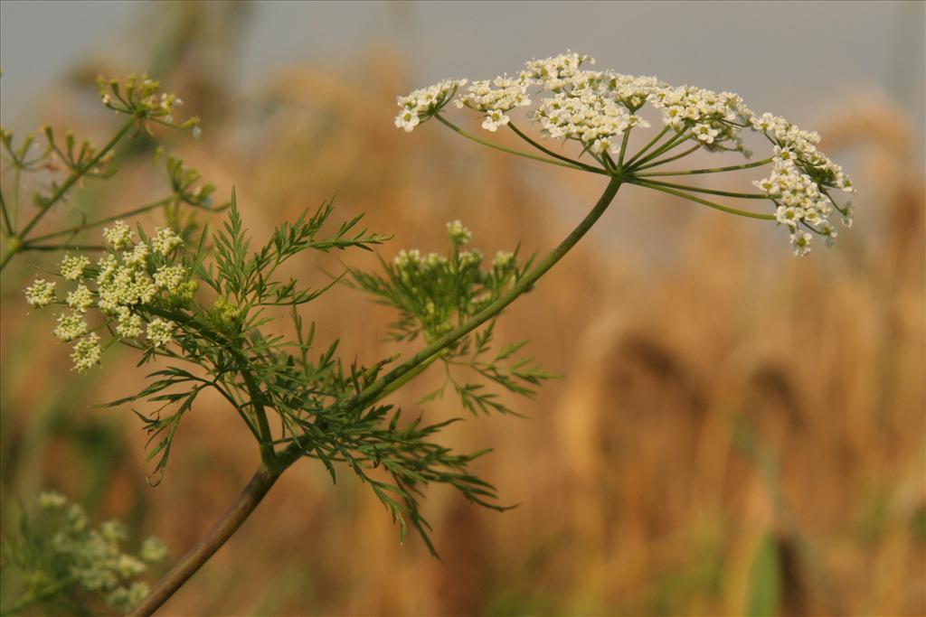 Chaerophyllum bulbosum (door Willem Braam)