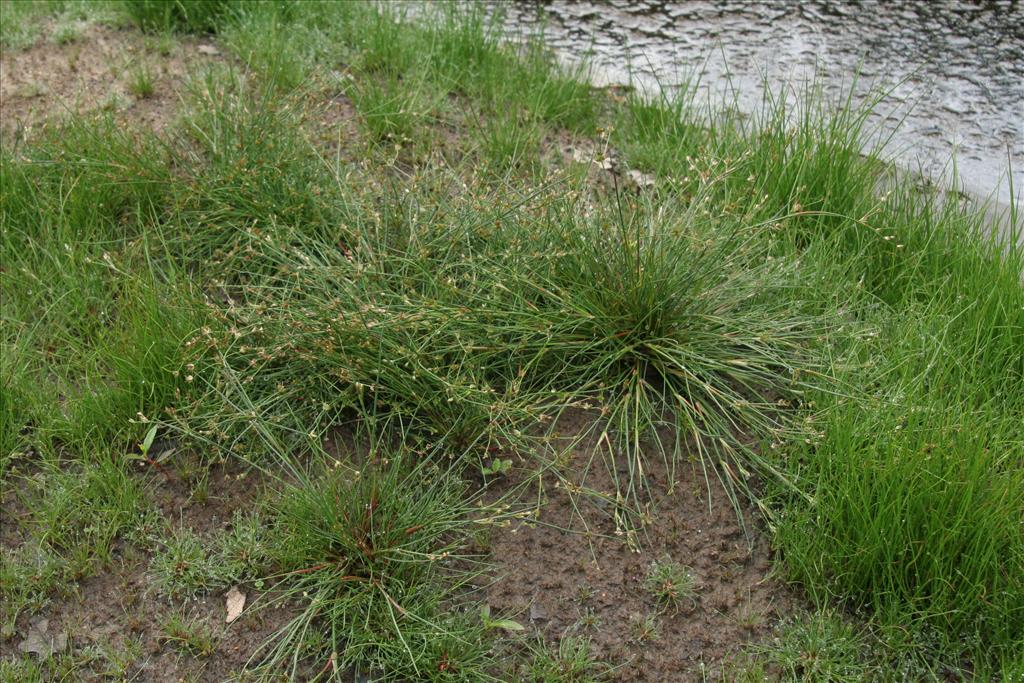 Juncus bulbosus (door Willem Braam)