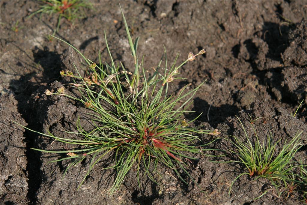 Juncus bulbosus (door Willem Braam)