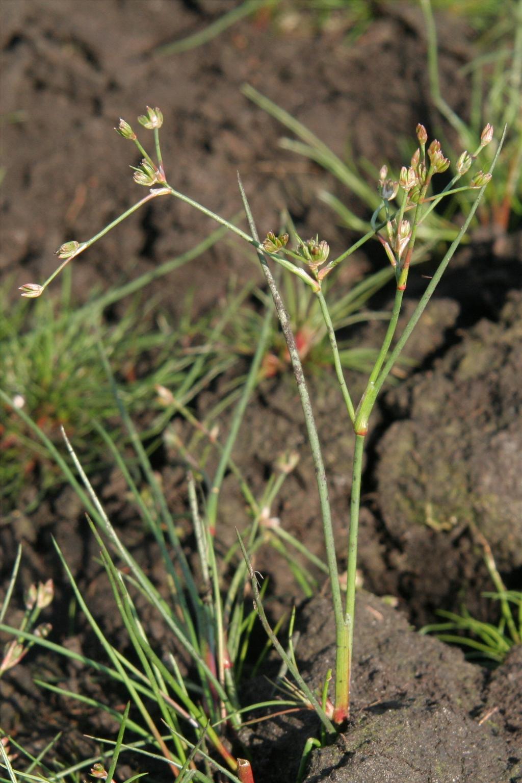 Juncus bulbosus (door Willem Braam)