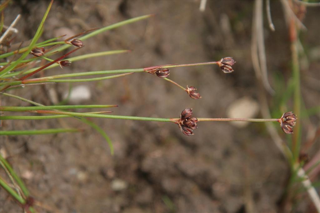 Juncus bulbosus (door Willem Braam)