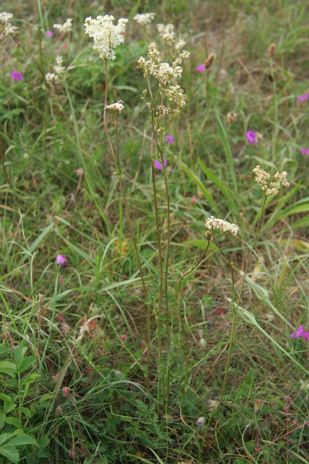 Filipendula vulgaris (door Willem Braam)
