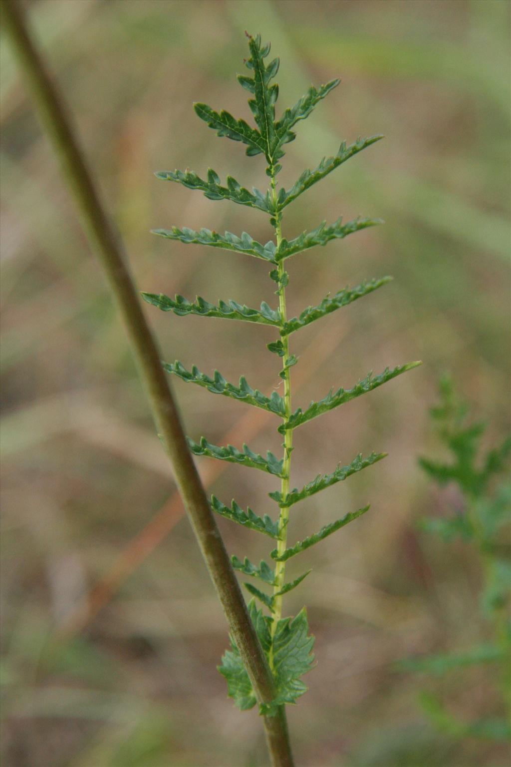 Filipendula vulgaris (door Willem Braam)