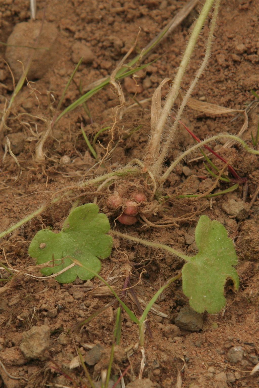 Saxifraga granulata (door Willem Braam)