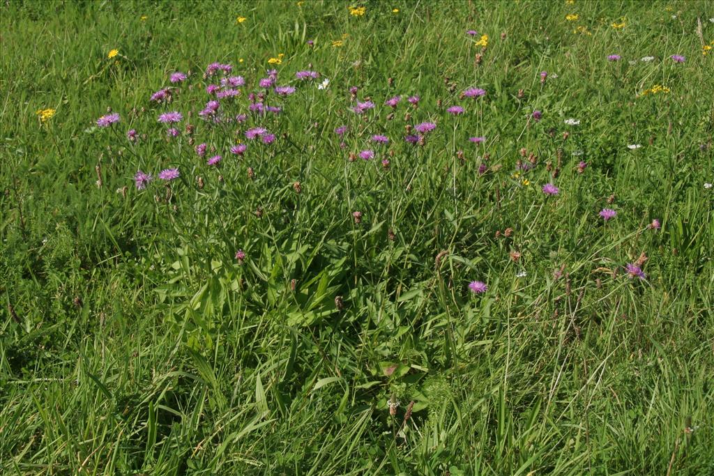 Centaurea jacea (door Willem Braam)