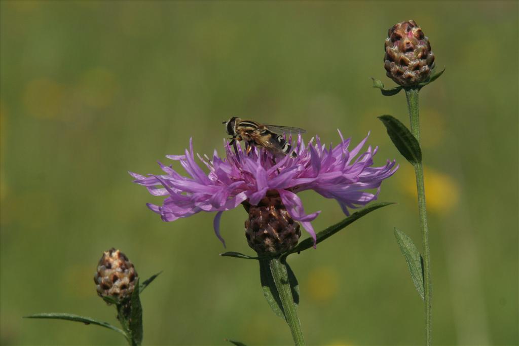 Centaurea jacea (door Willem Braam)