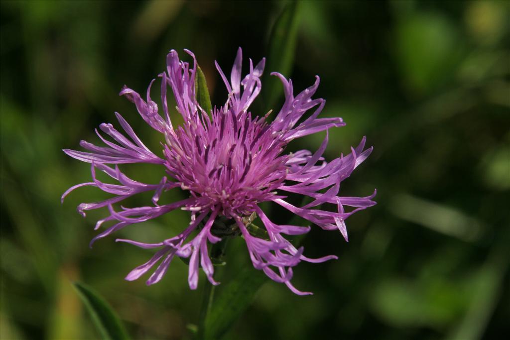 Centaurea jacea (door Willem Braam)