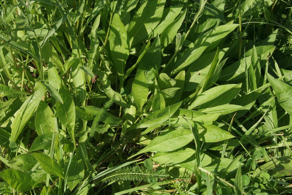 Centaurea jacea (door Willem Braam)