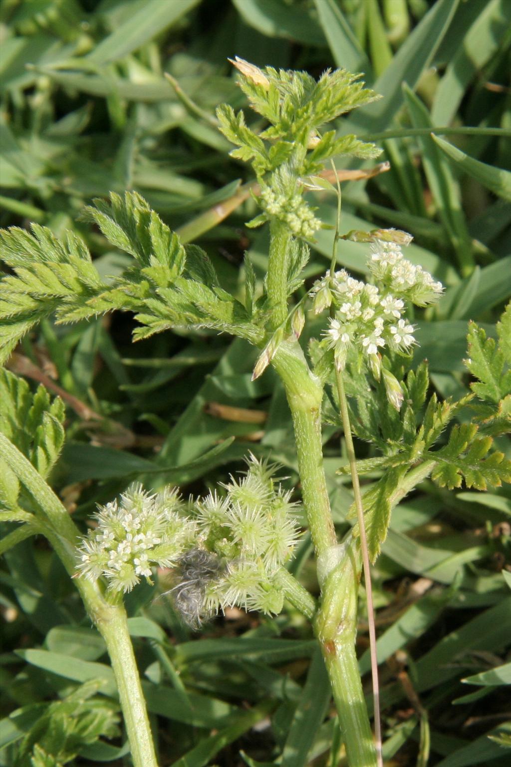 Torilis nodosa (door Willem Braam)