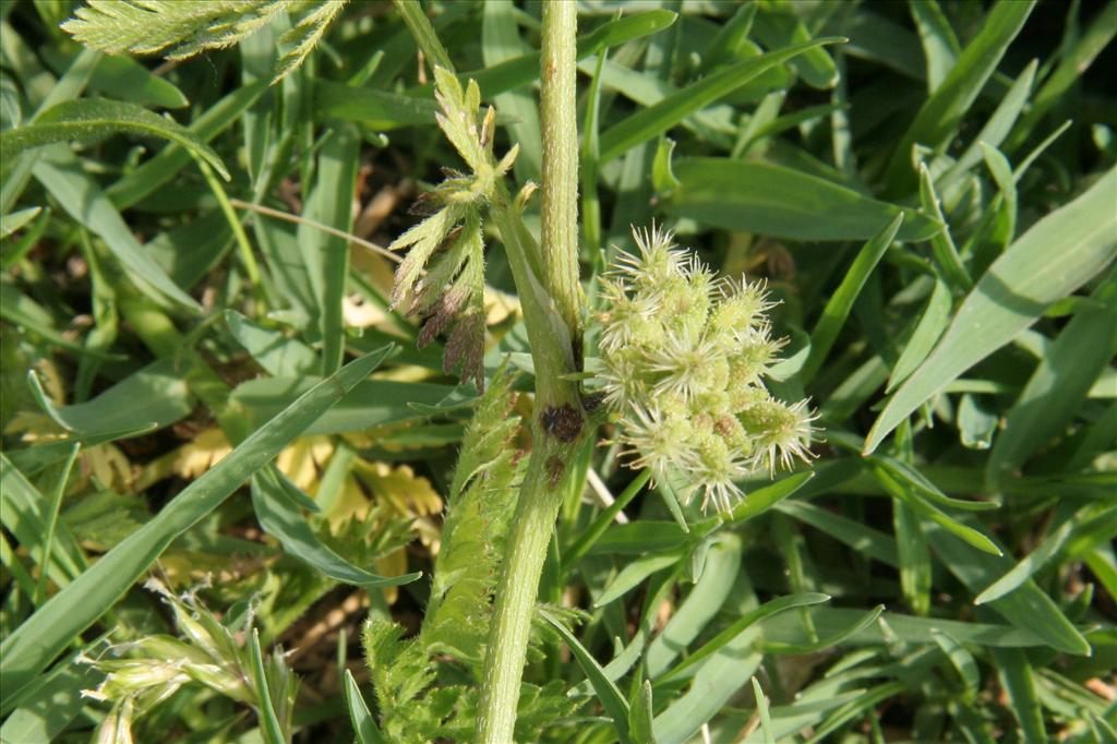 Torilis nodosa (door Willem Braam)