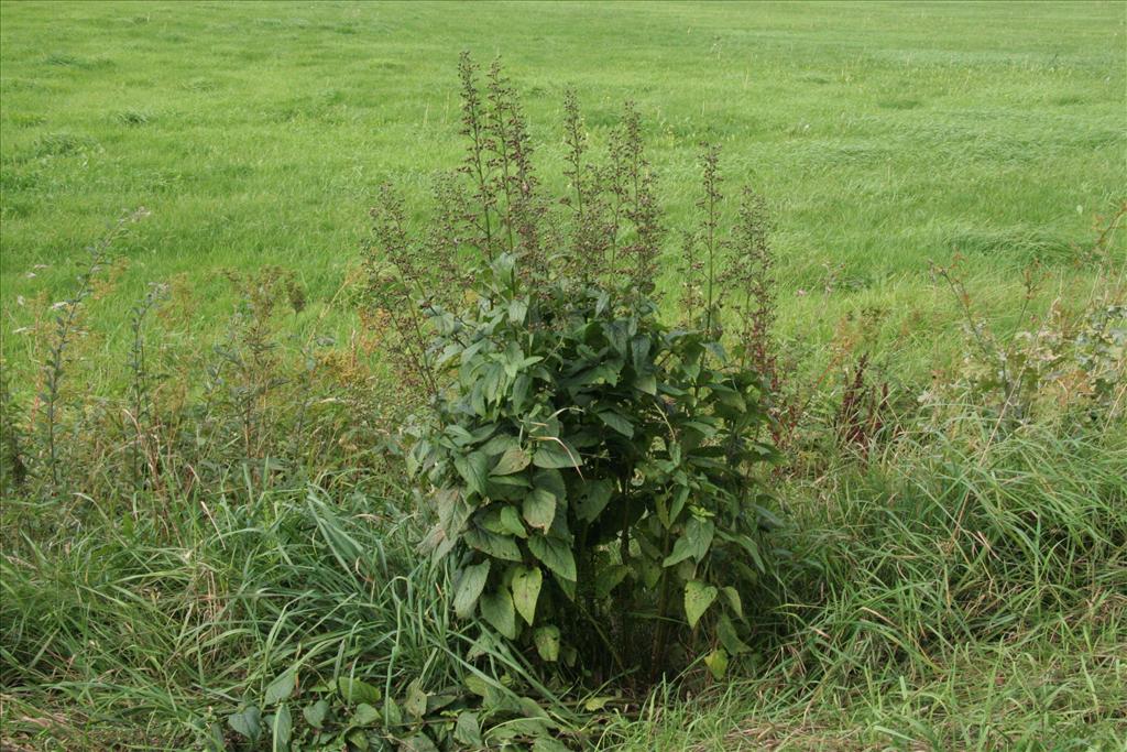 Scrophularia nodosa (door Willem Braam)