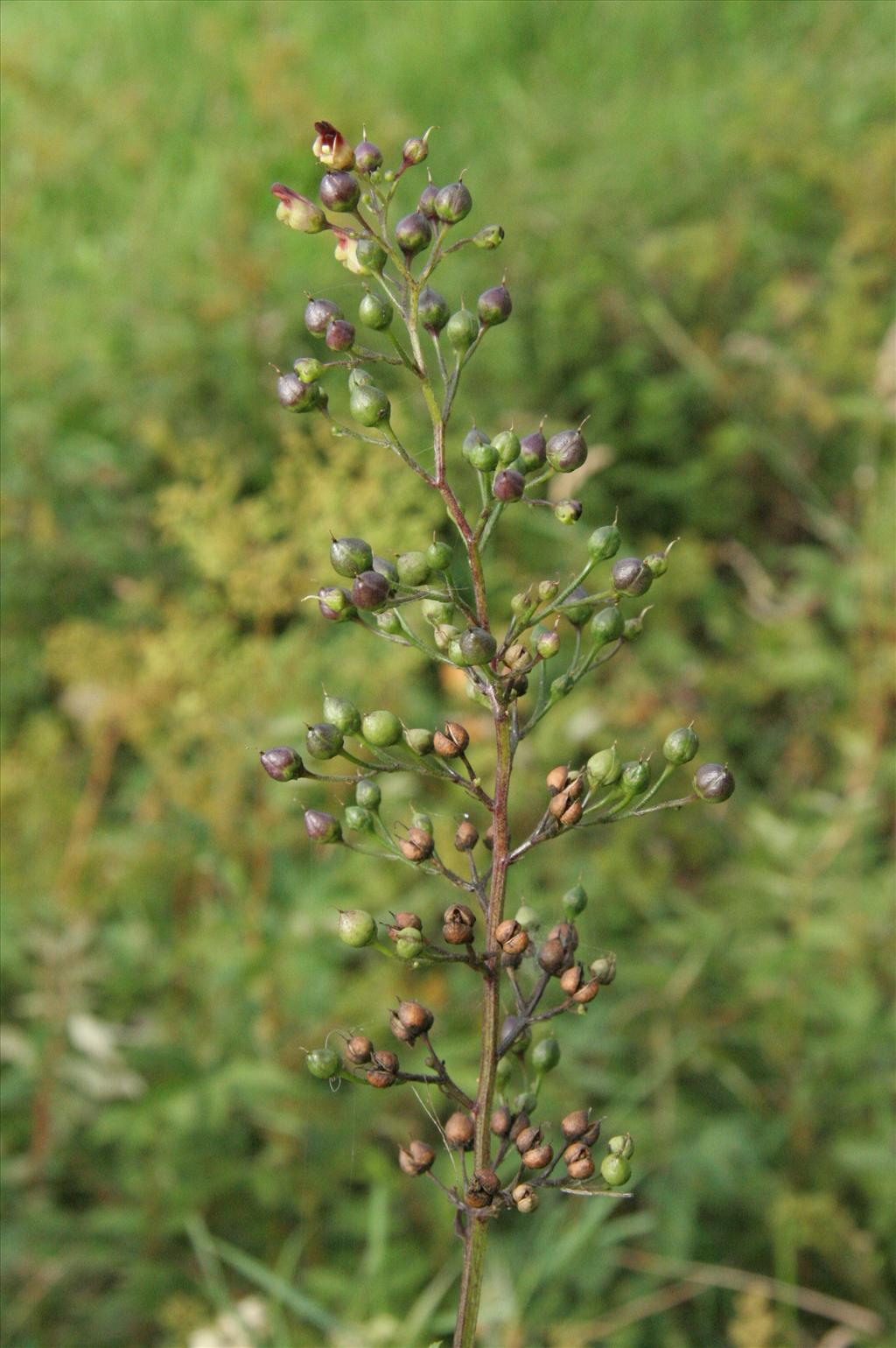 Scrophularia nodosa (door Willem Braam)