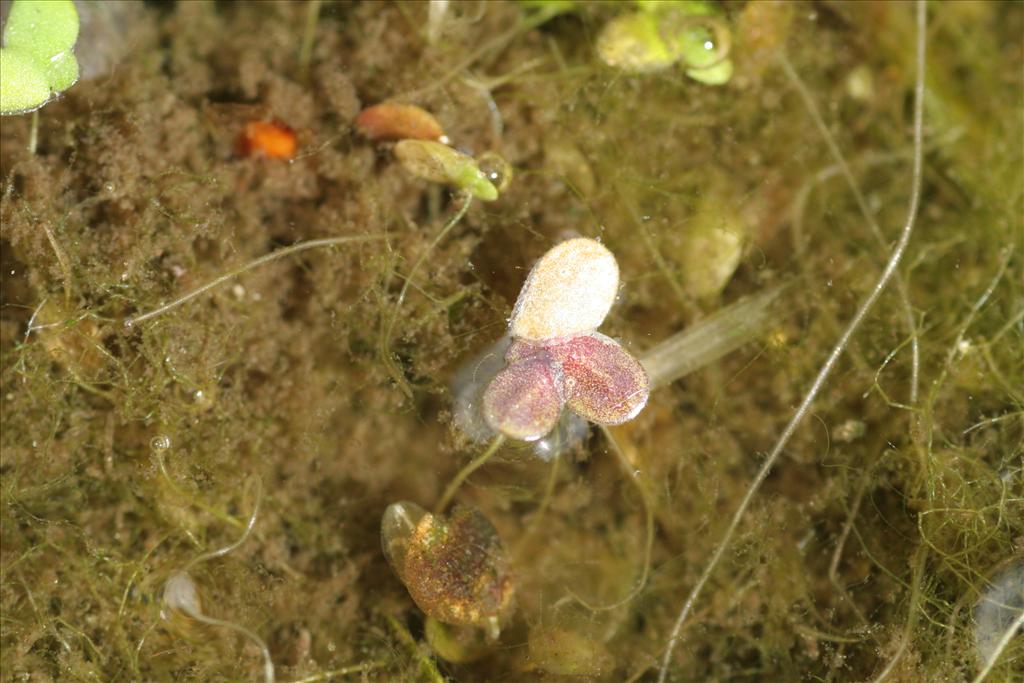 Lemna turionifera (door Willem Braam)