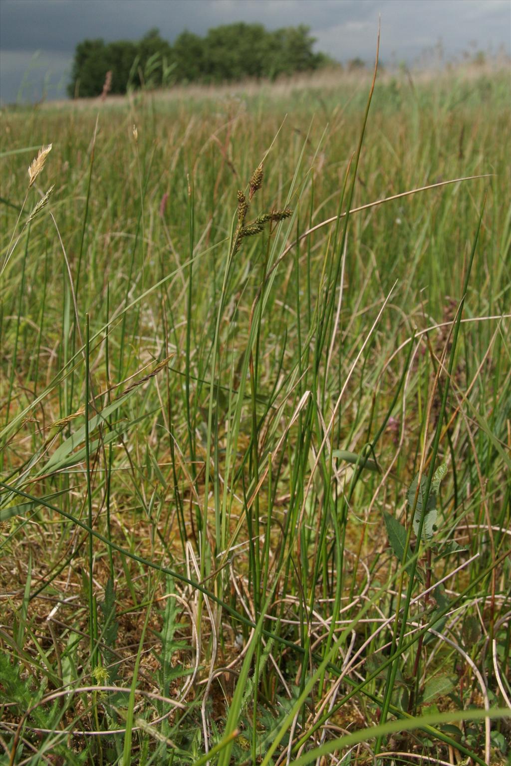 Carex buxbaumii (door Willem Braam)