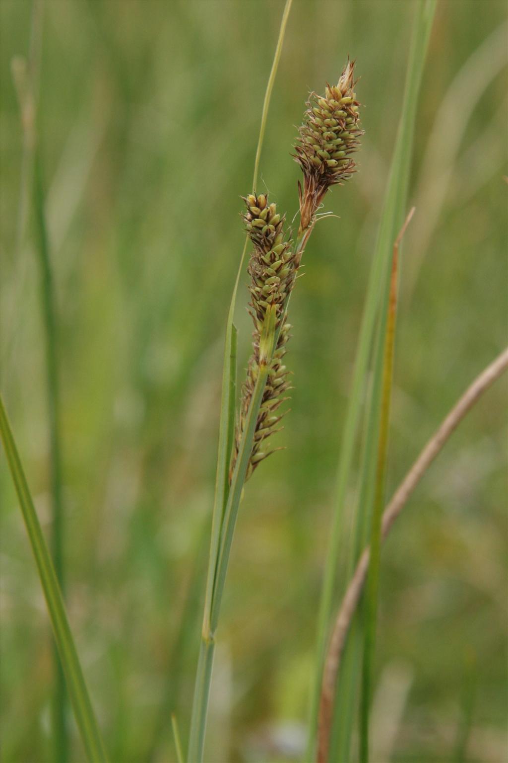 Carex buxbaumii (door Willem Braam)